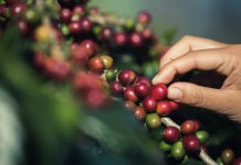 Café colombiano en auge: Exportaciones crecen un 64,5% en el primer semestre gracias a precios récord
