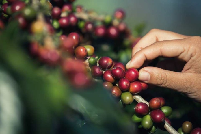 Café colombiano en auge: Exportaciones crecen un 64,5% en el primer semestre gracias a precios récord Café colombiano en auge: Exportaciones crecen un 64,5% en el primer semestre gracias a precios récord