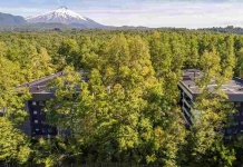 Día del Medioambiente: La inmobiliaria que impulsa la sostenibilidad plantando 15 árboles por cada departamento vendido