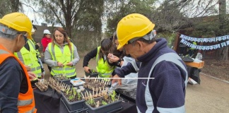 Educación ambiental en empresas trabajadores de Volcán asisten a talleres de huertos urbanos