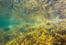 Estudiantes investigarán potencial nutritivo de algas y hongos para Chile y América Latina Estudiantes investigarán potencial nutritivo de algas y hongos para Chile y América Latina