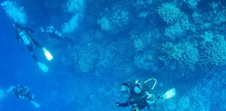 Investigadora de MASH participa en el descubrimiento de nuevas especies de algas Onlowiales en Rapa Nui (Chile) y otras islas remotas