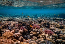 Nutrida agenda de BLUE WEEK Los Lagos  