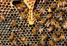 Universidad Santo Tomás presenta innovador sistema de alerta temprana para proteger la polinización en la Región de Los Lagos Universidad Santo Tomás presenta innovador sistema de alerta temprana para proteger la polinización en la Región de Los Lagos