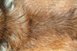 Consejos para el cuidado del pelaje de tu perro, cuidado pelaje perros