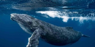 Nace la Sociedad Internacional de Sistemas Socio-Ecológicos: una nueva plataforma para impulsar la sostenibilidad global