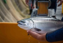 Salmón coho: cinco atributos únicos de un producto chileno de clase mundial