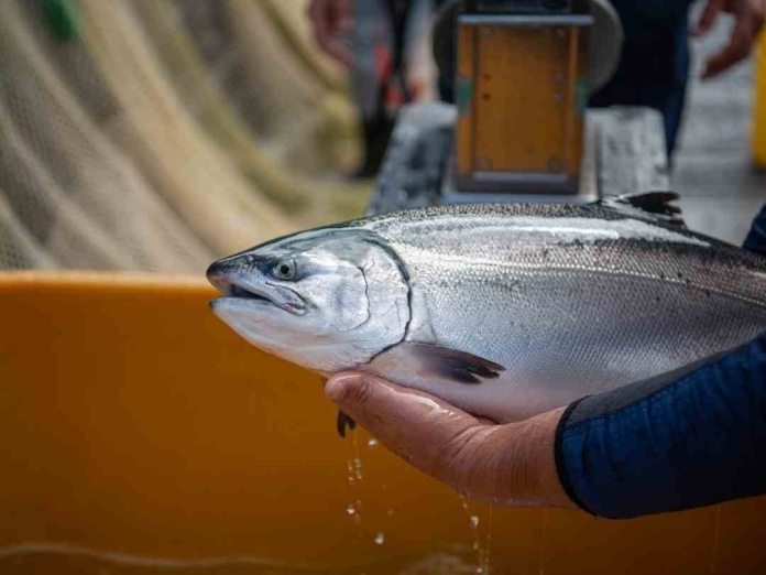 Salmón coho cinco atributos únicos de un producto chileno de clase mundial Salmón coho: cinco atributos únicos de un producto chileno de clase mundial