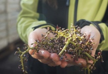 Viña Concha y Toro y HUBTEC lanzan ReWine, convocatoria abierta a proyectos de innovación en la industria vitivinícola Viña Concha y Toro y HUBTEC lanzan ReWine, convocatoria abierta a proyectos de innovación en la industria vitivinícola
