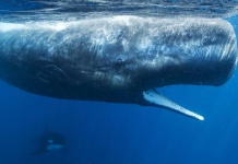 El Top 9 de cetáceos en Chile cuáles son y dónde están Día Mundial de las Ballenas y Delfines