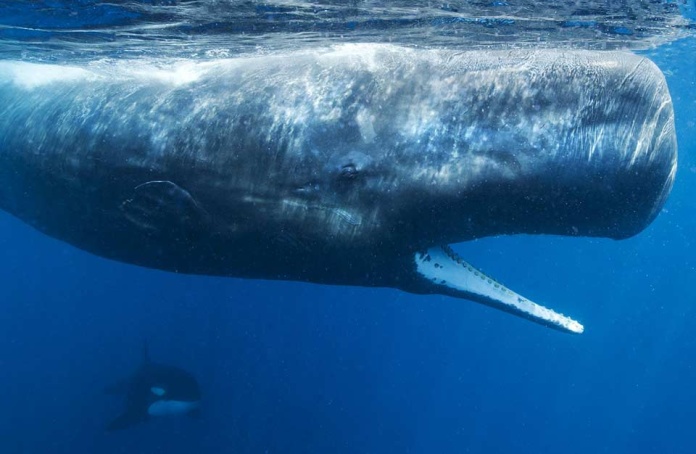 El Top 9 de cetáceos en Chile cuáles son y dónde están Día Mundial de las Ballenas y Delfines