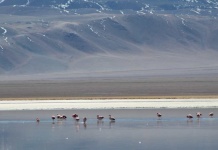 Entre flamencos y salares: el desafío de extraer el litio sin destruir la biodiversidad de Chile Entre flamencos y salares: el desafío de extraer el litio sin destruir la biodiversidad de Chile