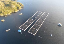 Exportaciones de salmón caen un 1,5% en el primer semestre de 2025 y suman dos años consecutivos a la baja