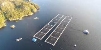 Exportaciones de salmón caen un 1,5% en el primer semestre de 2025 y suman dos años consecutivos a la baja