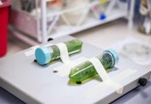 Chile da el primer paso hacia una política pública para el desarrollo de la biotecnologí Chile da el primer paso hacia una política pública para el desarrollo de la biotecnologí