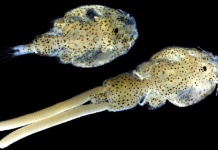 Sea Lice Conference Anuncia Extensión de Plazo para Envío de Resúmenes