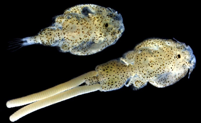 Sea Lice Conference Anuncia Extensión de Plazo para Envío de Resúmenes