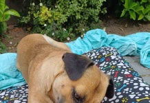 Tiendas de mascotas llegan a 1.159 en la capital