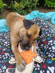 Tiendas de mascotas llegan a 1.159 en la capital Tiendas de mascotas llegan a 1.159 en la capital