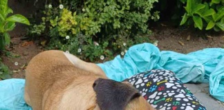 Tiendas de mascotas llegan a 1.159 en la capital