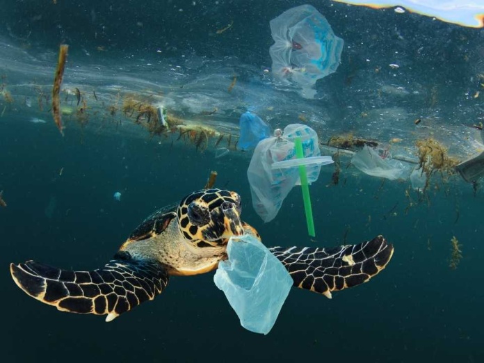 Buscan 10 soluciones innovadoras para acelerar la circularidad de los plásticos Buscan 10 soluciones innovadoras para acelerar la circularidad de los plásticos