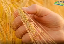 CV Trading en Espacio Food Service impulsa la innovación y sostenibilidad en la industria alimentaria chilena