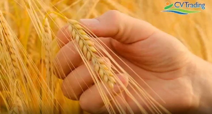 CV Trading en Espacio Food Service impulsa la innovación y sostenibilidad en la industria alimentaria chilena