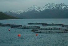 Cambio de aire económico: avanza un proyecto libertario para impulsar la salmonicultura en Tierra del Fuego