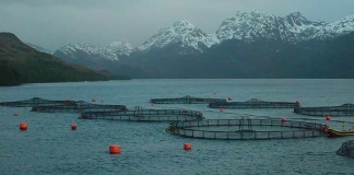 Cambio de aire económico: avanza un proyecto libertario para impulsar la salmonicultura en Tierra del Fuego