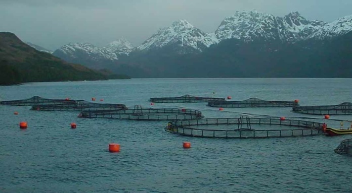 Cambio de aire económico: avanza un proyecto libertario para impulsar la salmonicultura en Tierra del Fuego