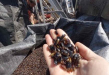 Encuesta de Priorizacion sobre líneas de investigación para la mitilicultura