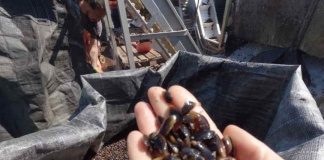 Encuesta de Priorizacion sobre líneas de investigación para la mitilicultura