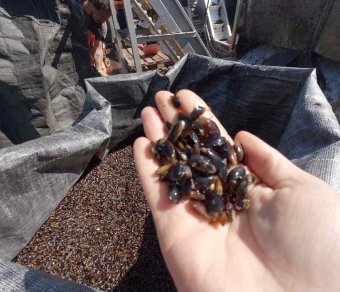 Encuesta de Priorizacion sobre líneas de investigación para la mitilicultura