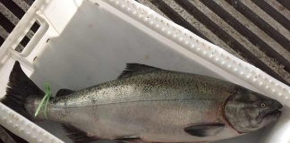 Estudio determinó que salmón Chinook se convierte en hospedador de parásitos nativos