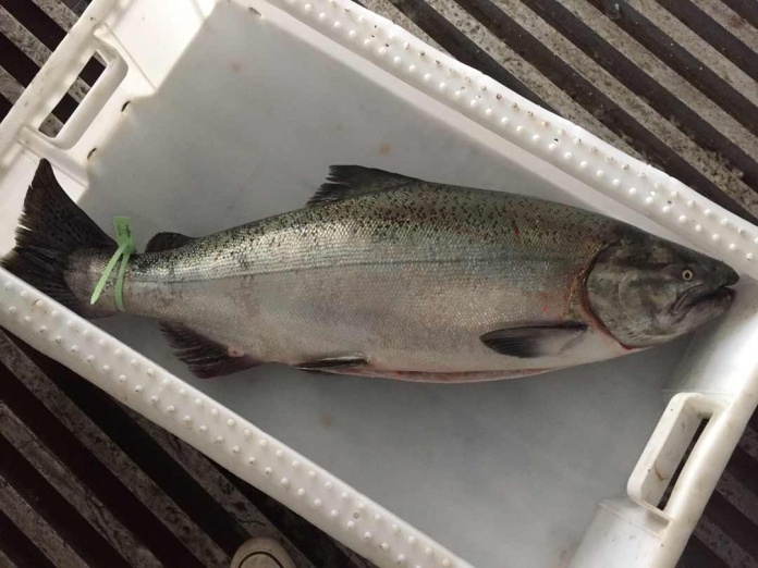 Estudio determinó que salmón Chinook se convierte en hospedador de parásitos nativos Estudio determinó que salmón Chinook se convierte en hospedador de parásitos nativos