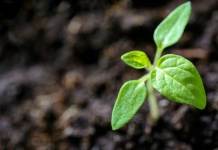 Chile alcanza su sobregiro ecológico