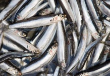 Chile y Perú en colaboración científica por la anchoveta de Humboldt. 