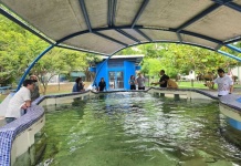 Departamento de Acuicultura UCN apoyará a Costa Rica en el desarrollo de dietas para peces y el cultivo de bivalvos