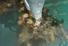 Investigación propone modelo para predecir riesgo de invasiones marinas en puertos chilenos