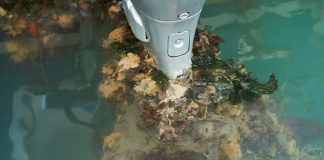 Investigación propone modelo para predecir riesgo de invasiones marinas en puertos chilenos