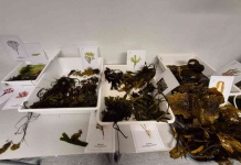 Investigadora de ULagos realiza pasantía en Noruega y anuncia workshop internacional en Puerto Montt