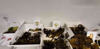 Investigadora de ULagos realiza pasantía en Noruega y anuncia workshop internacional en Puerto Montt