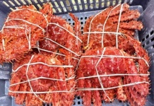 Japón y China concentran exportaciones de erizo y centolla magallánica