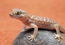 Mascotas exóticas en el hogar: cuidados básicos para reptiles pequeños