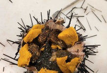 Proyecto avanza en la utilización del erizo negro de Juan Fernández como un recurso pesquero