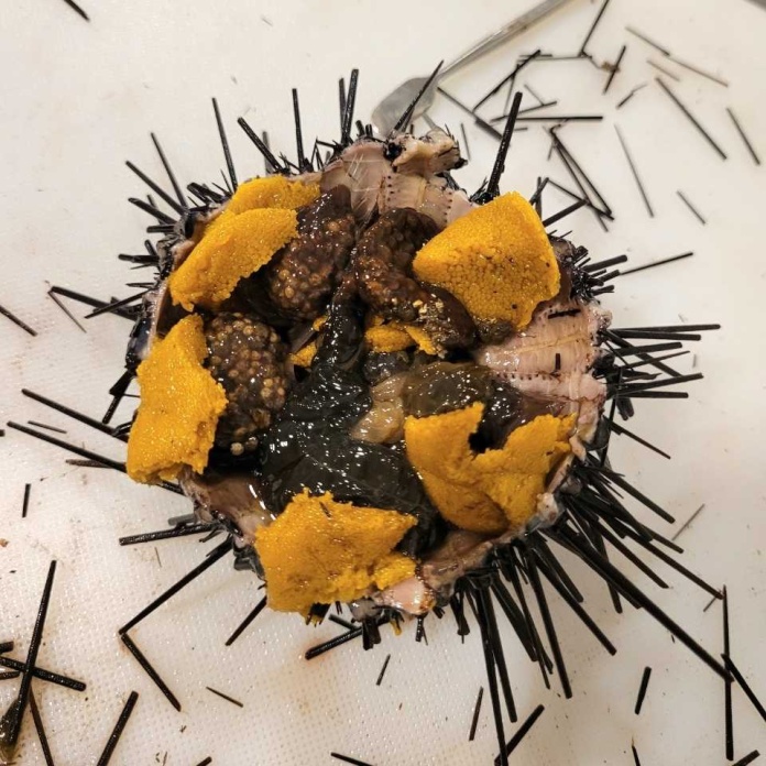 Proyecto avanza en la utilización del erizo negro de Juan Fernández como un recurso pesquero