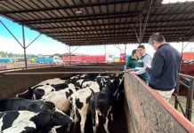 Inteligencia artificial potencia el desarrollo de Data Centers