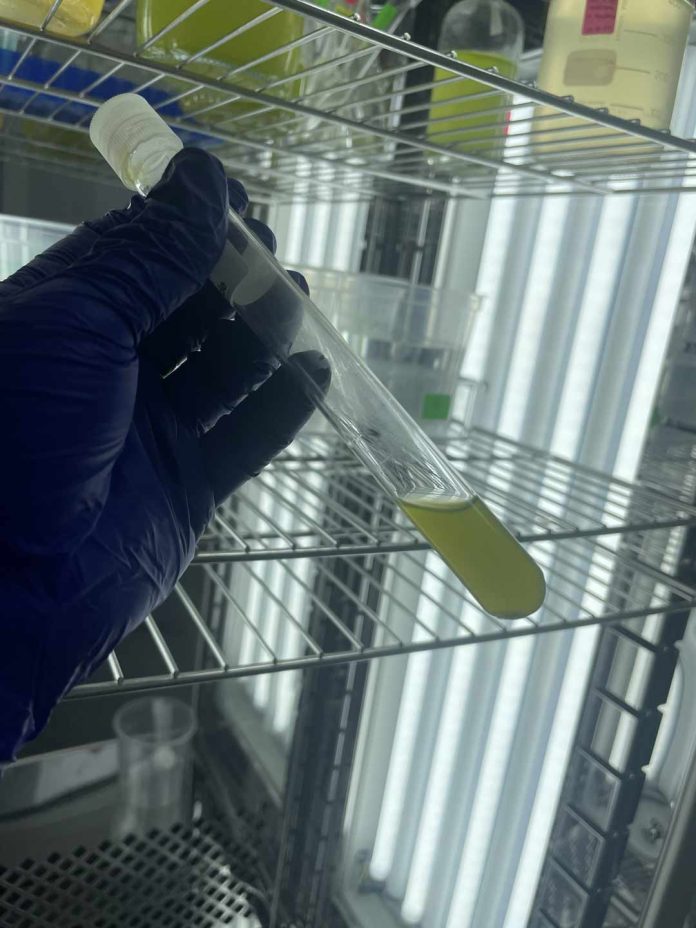 Investigación estudia respuestas toxicológicas de microalga expuesta a nanopartículas de dióxido de titanio