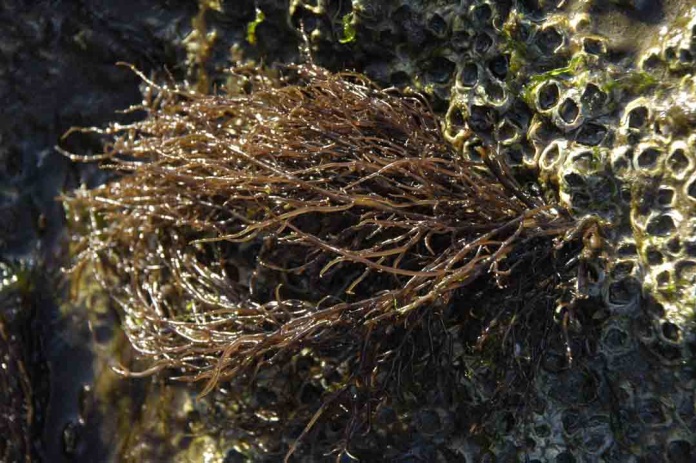 Investigadores chilenos revelan cómo microbios afectan la fertilidad de algas clave para la industria