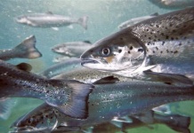 LICE VAX2: la Vacuna oral para salmones que busca revolucionar el control de la caligidosis